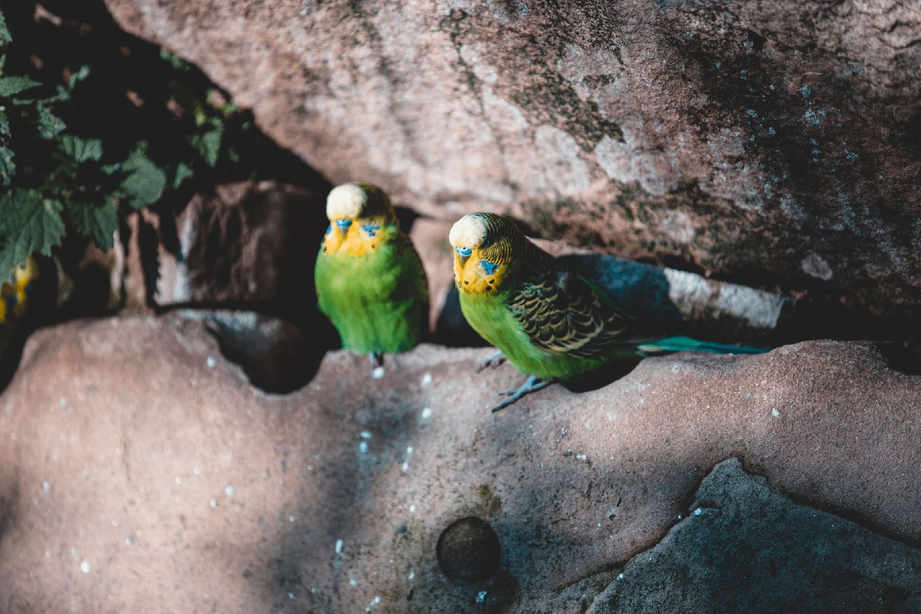 Conservation of Parakeet Chicks