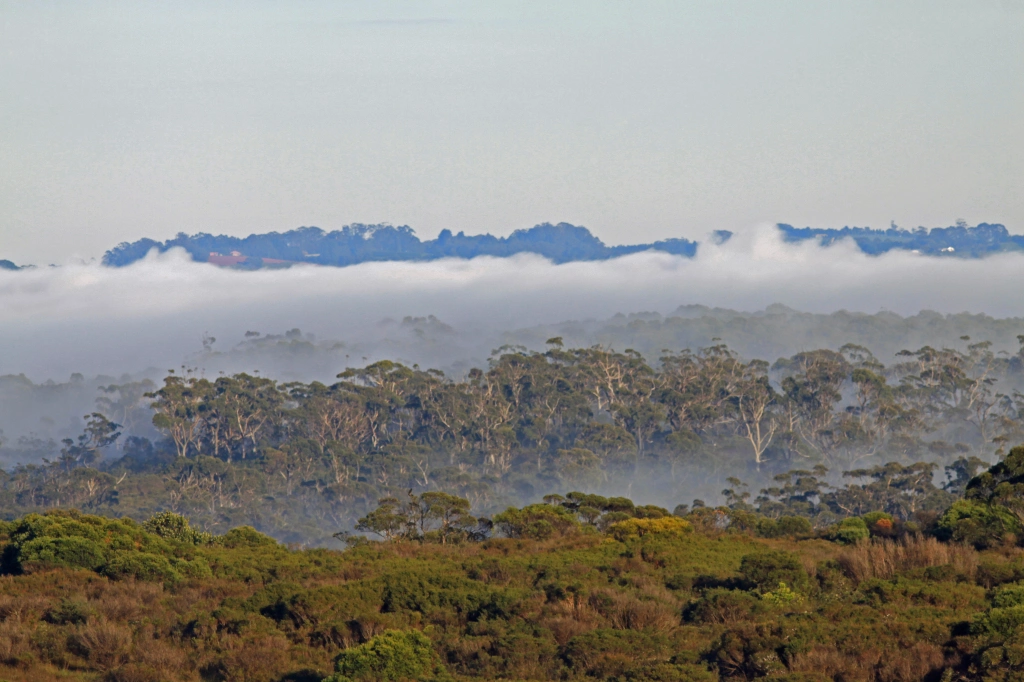 australia-forest_p-donald