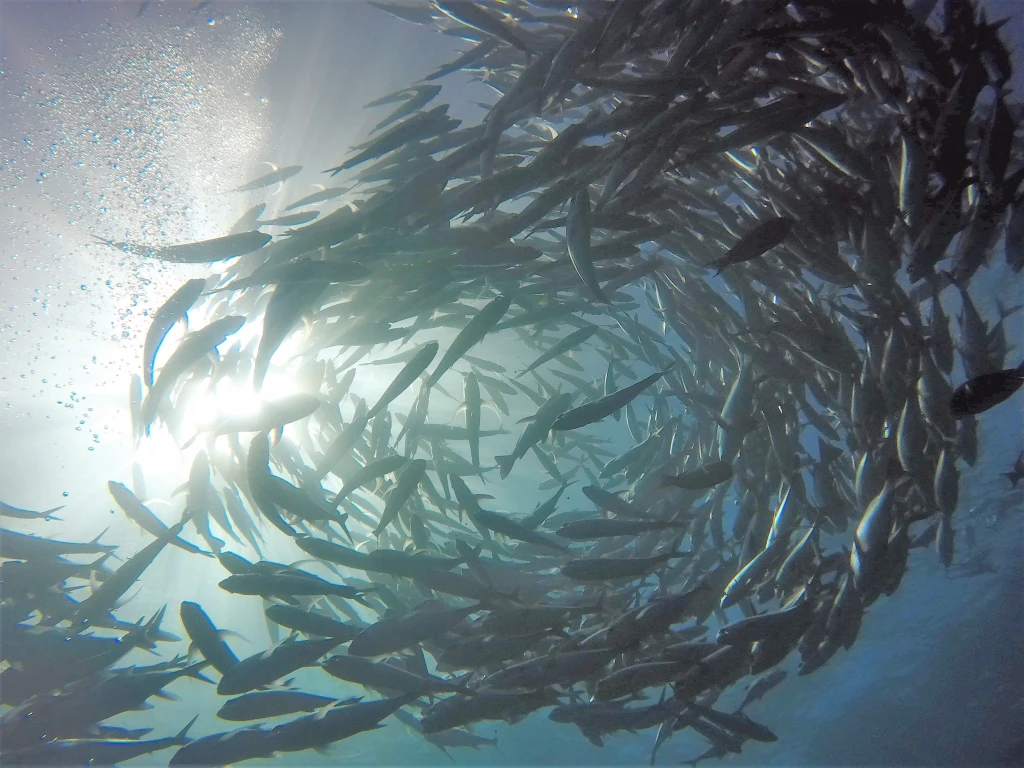 circling-fish-in-the-pacific-ocean_credit_leslie-burkhalter