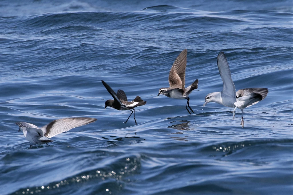 petrels_prions_paul-donald petrels_prions_paul-donald