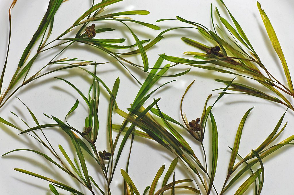 1024px-PotamogetonAcutifolius2-1 1024px-PotamogetonAcutifolius2-1