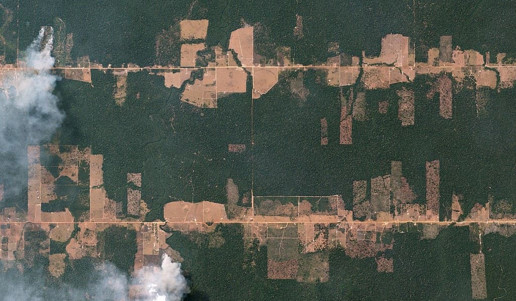 1024px-Fishbone_Deforestation,_Rondônia,_Brazil_by_Planet_Labs