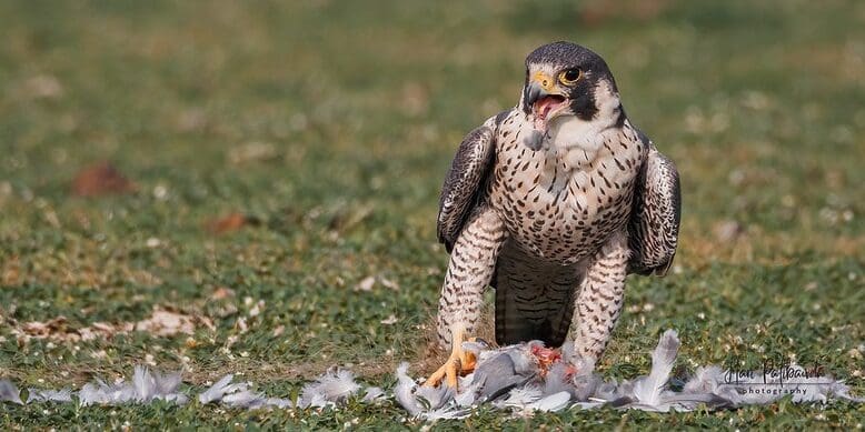 51737040053_7ce09323da_c