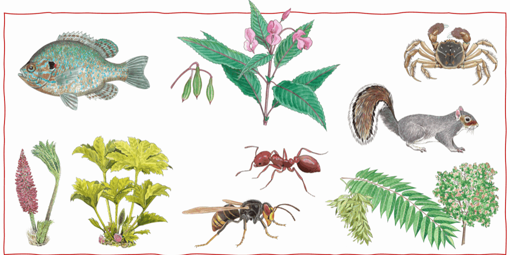 IAS_blog_header_small