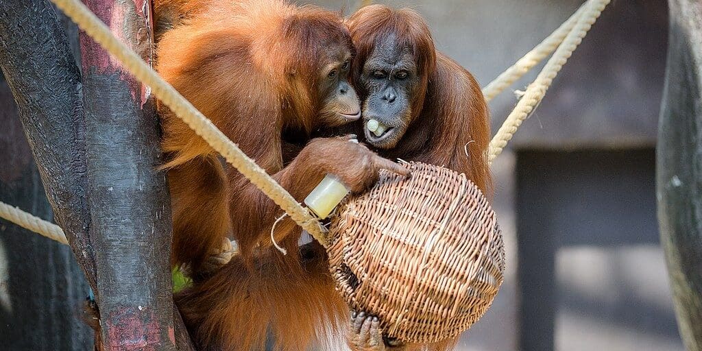 Orangutani sumaterští Diri a Mawar